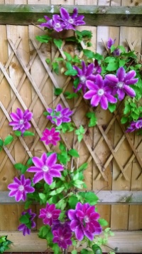 10.06.2015 Clematis Dr Ruppell