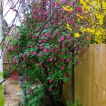 06.04.16 Ribes and Forsythia